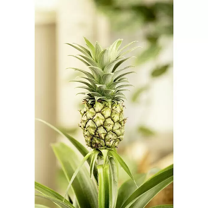 Piardino Ananas Compacta in Keramik - Ananas comosus 'Compacta', Topfgröße: 15 cm - Detailaufnahme