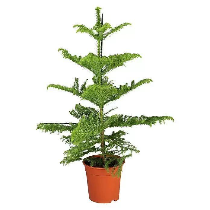 Piardino ZimmertanneAraucaria heterophylla