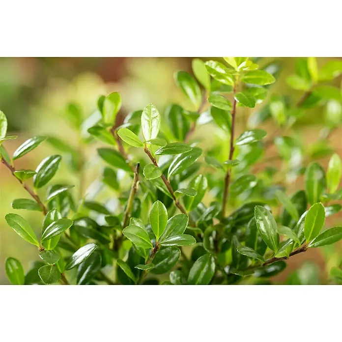 Piardino Bergilex Robustico - Ilex crenata 'Robustico' - Nahaufnahme eines Buchsbaumstrauchs mit glänzenden grünen Blättern und zarten braunen Zweigen im Garten.