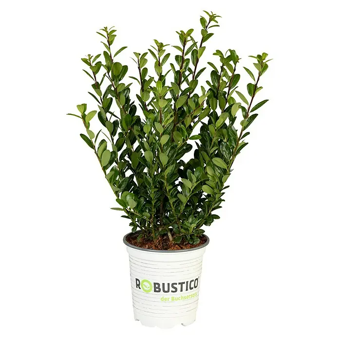 Piardino Japan-Stechpalme - Ilex crenata, Topfgröße: 11 cm - Robuster Buchsbaum im weißen Topf mit "Robustico" Aufdruck, ideal für den Garten oder als Zimmerpflanze.