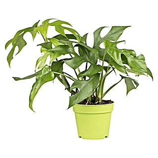 Piardino Fensterblatt Minima (Philodendron tetrasperma, Topfgröße: 12 cm)