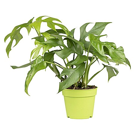 Piardino Fensterblatt Minima (Philodendron tetrasperma, Topfgröße: 12 cm)