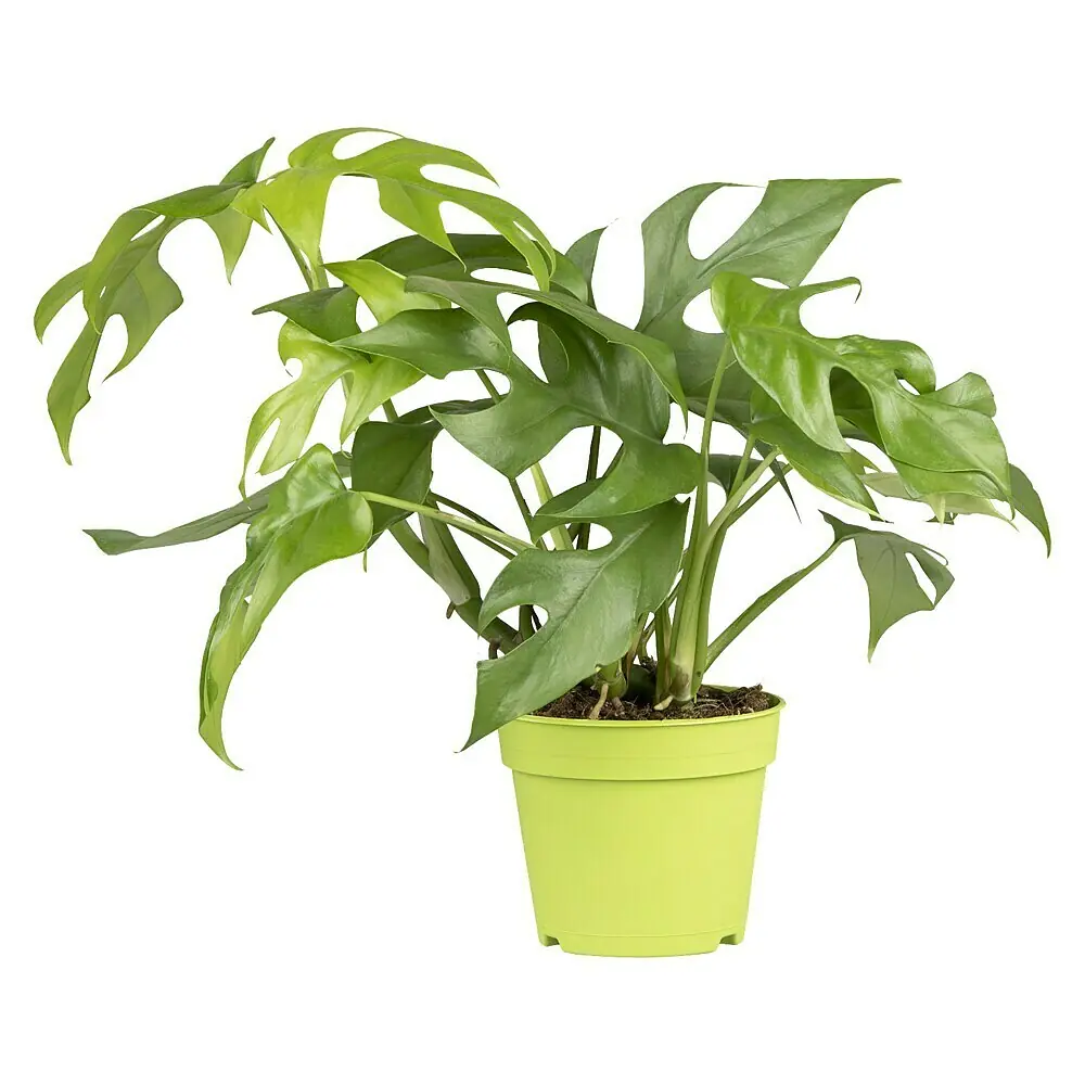 plant lamp Fluora Mini | Dynamic Smart Light | Elevated Mood Lighting main image 1