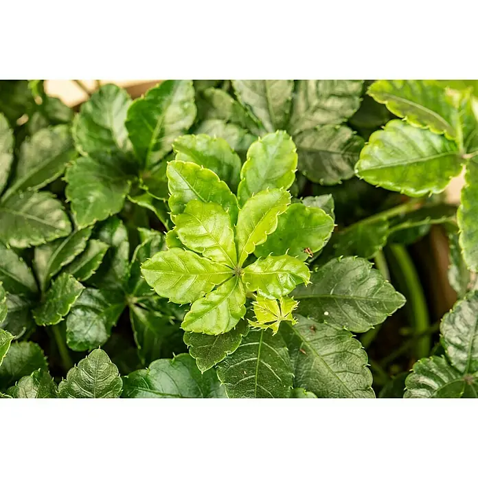 Piardino Zimmerwein - Parthenocissus Hybriden 12 - Nahaufnahme einer Kletterpflanze mit gezackten, grünen Blättern, die das dichte Wachstum und die Textur der Blätter hervorhebt.