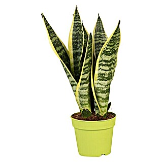 Piardino Bogenhanf Rocket (Sansevieria cylindrica 'Rocket', Topfgröße: 13 cm, Gelb-Grün)