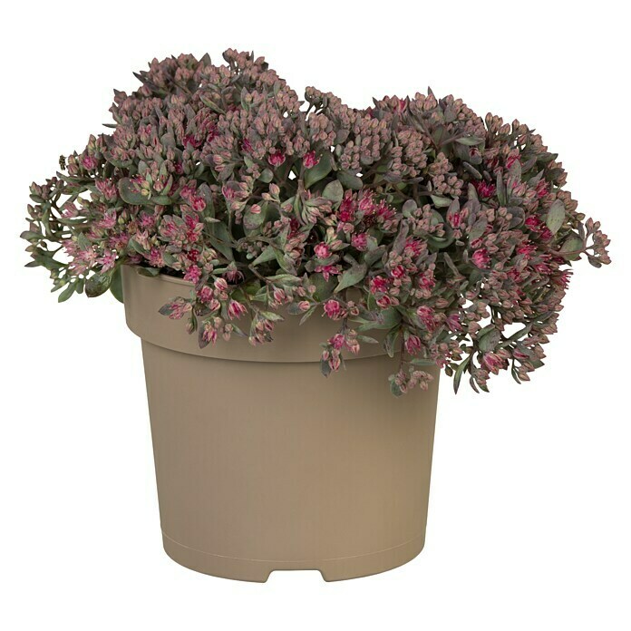 Piardino Garten-Fettblatt (Sedum hybride, Topfgröße: 15 cm) | BAUHAUS