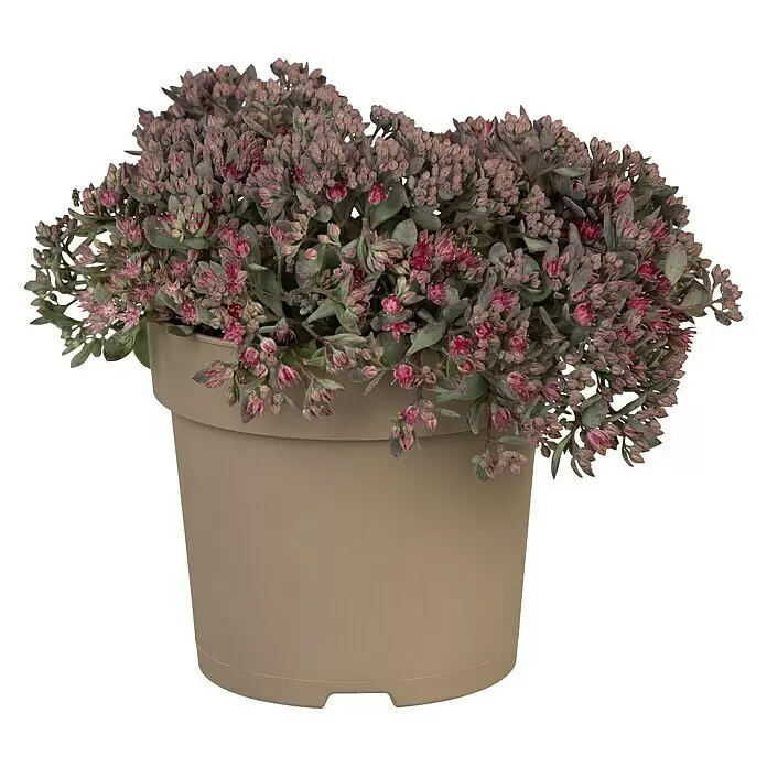 Piardino Garten-FettblattSedum hybride, Topfgröße: 15 cm