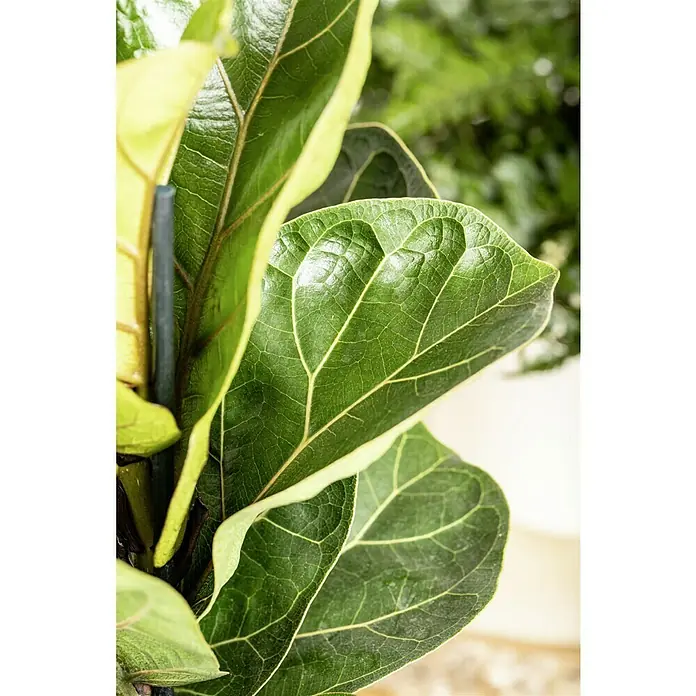 Piardino Geigenfeige Bambino - Ficus lyrata, Topfgre: 12 cm online kaufen  bei BAUHAUS