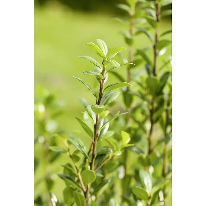 Piardino Japan-Stechpalme - Ilex crenata, Topfgröße: 11 cm - Nahaufnahme einer Hecke mit kleinen, grünen Blättern. Die Blätter sind glänzend und gesund, die Äste hellbraun.