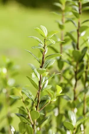 Piardino Japan-Stechpalme - Ilex crenata, Topfgre: 11 cm online kaufen  bei BAUHAUS