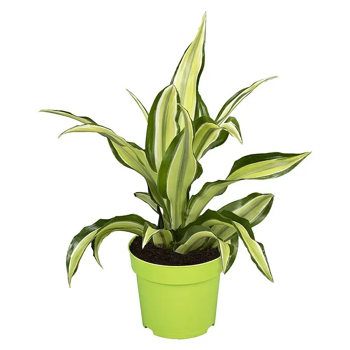 Piardino Drachenbaum Malaika - Dracaena fragrans Malaika, Gelb/Grün - Zimmerpflanze im grünen Topf mit grün-gelb gestreiften Blättern. Dekoratives Element für Wohnräume, das eine frische und natürliche Atmosphäre schafft.