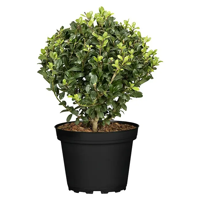 Bergilex Robustico - Ilex crenata 'Robustico', Weiß - Ein üppiger Buchsbaum in Kugelform, gepflanzt in einem schwarzen Topf, perfekt für die Dekoration von Innen- und Außenbereichen.
