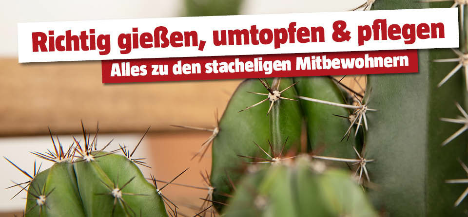 kentia palme zu groß Künstliche Kentia Palme - Cataleya | 140 cm main image 0