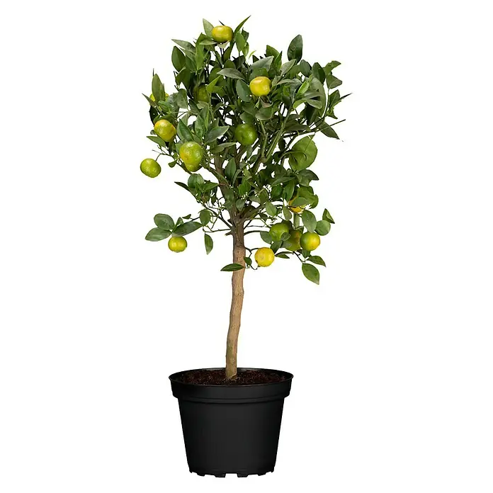 Piardino Mandarino - Citrus reticulata 2020 - Un limonero en maceta negra, lleno de limones maduros y verdes, ideal como planta de interior.
