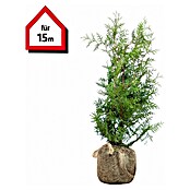 thuja polen gelber Lebensbaum Thuja occidentalis…