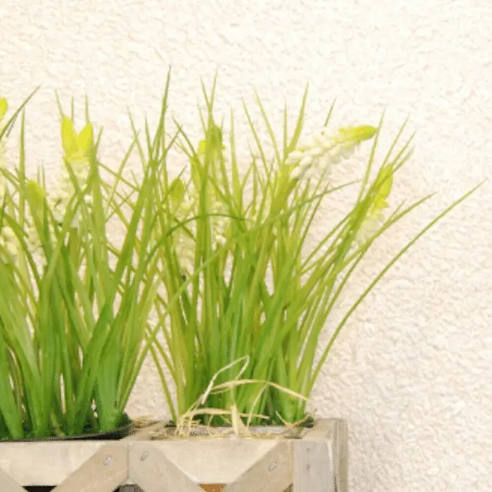 Floxxan Baumwollputz California 206 - Putz Tapete Flüssigtapete Creme - Creme, 1 kg, Lösemittelfrei - Künstliche Grasbüschel mit weißen Blüten in einem hölzernen Pflanzkasten, ideal für eine pflegeleichte Dekoration im Innenbereich.