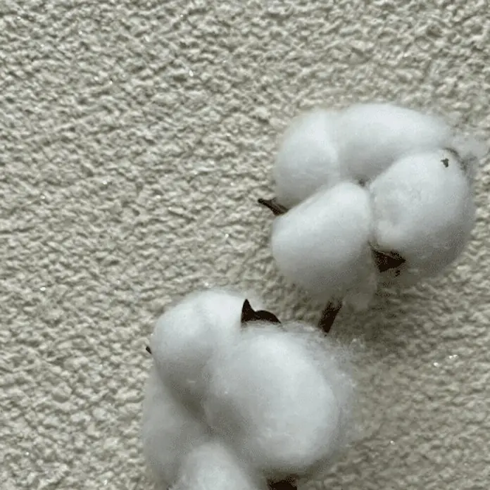 Floxxan Baumwollputz California 205 - Putz Tapete Flüssigtapete Vanille m. Silberglimmer - Vanille mit Silberglimmer, 1 kg, Lösemittelfrei - Nahaufnahme von zwei Baumwollblüten, die ihre weiche, flauschige Textur und natürliche Schönheit auf einem strukturierten Hintergrund zeigen.