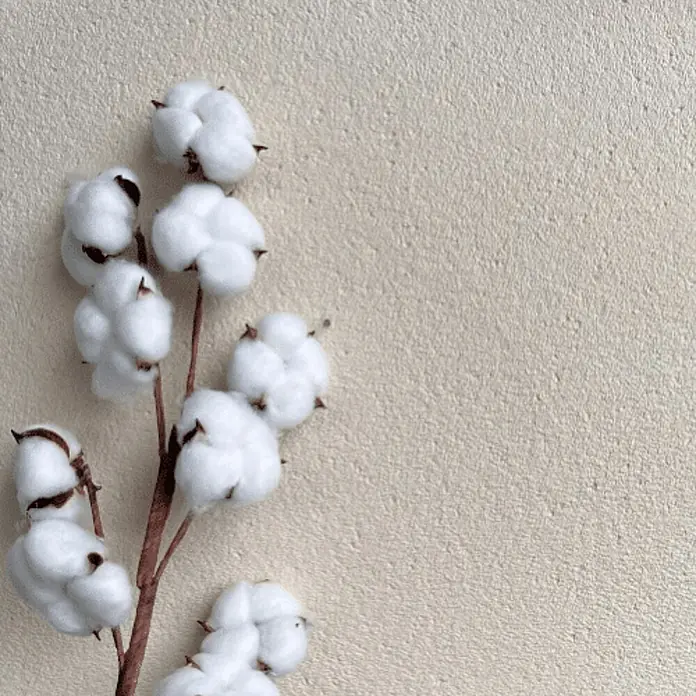 Floxxan Baumwollputz Colorado 158 - Putz Tapete Flüssigtapete Hellbeige fein - Hellbeige fein, 1 kg, Lösemittelfrei - Nahaufnahme von Baumwollblütenzweig auf beigem Grund. Ideal für Textilien, Bastelarbeiten oder als natürliche Dekoration.