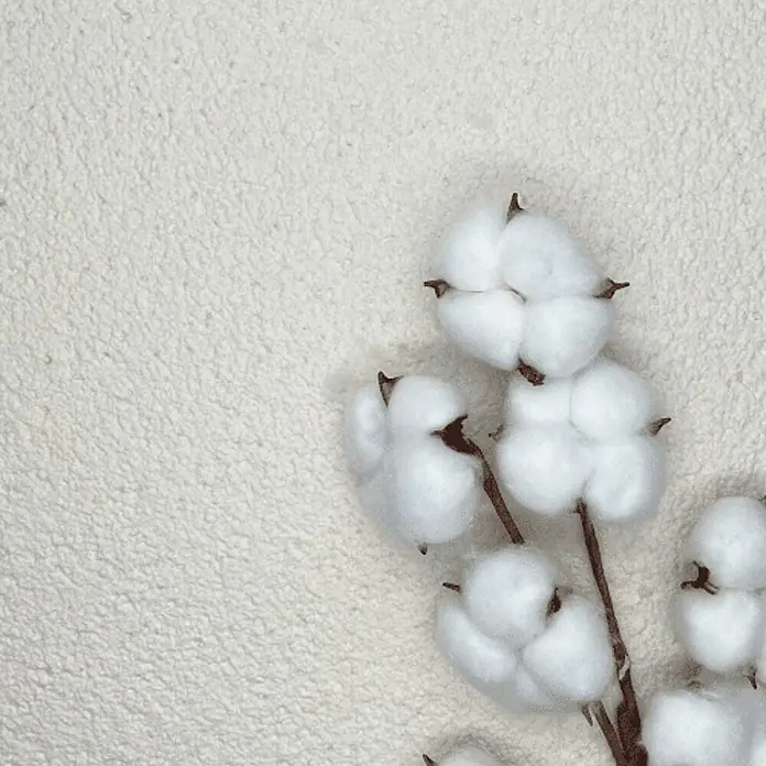 Floxxan Baumwollputz Colorado 114 - Putz Tapete Flüssigtapete Off White - Off White, 1 kg, Lösemittelfrei - Nahaufnahme einer flauschigen Baumwollblüte auf einem cremefarbenen Hintergrund, die die weiche Textur und natürliche Schönheit hervorhebt.