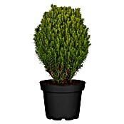 Thuja occidentalis 15 Teddy