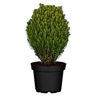Piardino Lebensbaum 'Teddy' (Thuja occidentalis 'Teddy', Topfgröße: 15 cm)