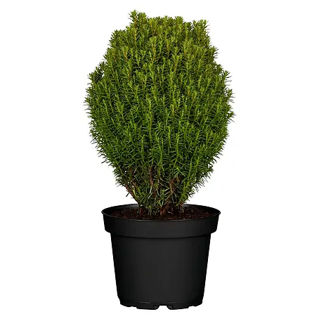 Piardino  Lebensbaum 'Teddy'