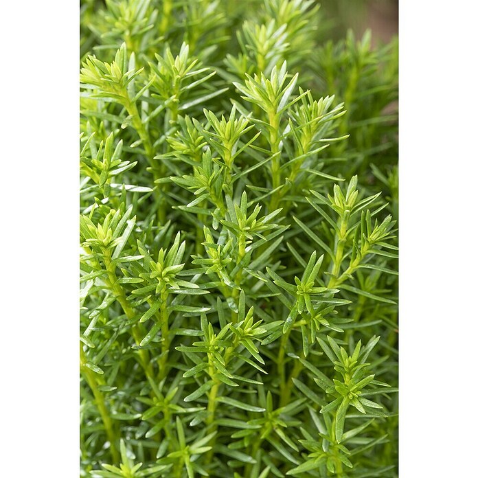 Thuja occidentalis 15 Teddy