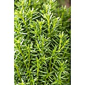 Thuja occidentalis 15 Teddy