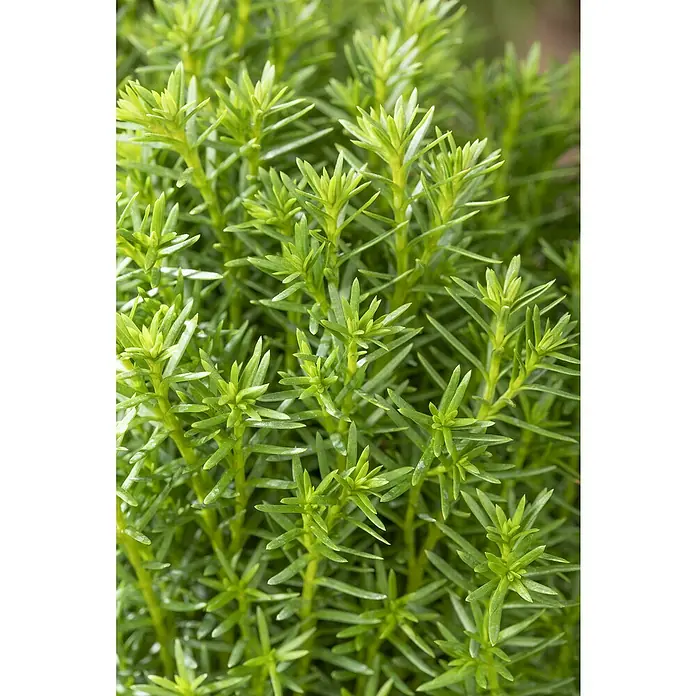 Piardino Lebensbaum 'Teddy' - Thuja occidentalis 'Teddy', Topfgröße: 15 cm - Nahaufnahme einer dichten Gruppe von grünen Goldtupfen-Zypressen mit ihren spitzen Nadeln, die eine üppige Textur und ein lebendiges Farbspiel erzeugen.
