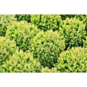 Thuja occidentalis 15 Teddy