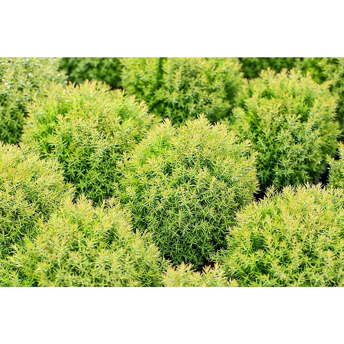 Piardino Lebensbaum 'Teddy' - Thuja occidentalis 'Teddy', Topfgröße: 15 cm - Nahaufnahme von leuchtend grünen, kugelartigen Zwergsträuchern, ideal für Gartenakzente und strukturierte Landschaftsgestaltung.