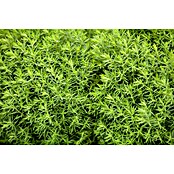 Thuja occidentalis 15 Teddy