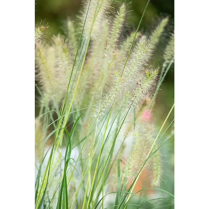 Piardino Ziergras - Pennisetum alopecuroides 'Hameln', Topfgröße: 14 cm - Detailaufnahme von grünem Lampenputzergras, das im Sonnenlicht sanft schimmert und eine ruhige, natürliche Atmosphäre erzeugt.