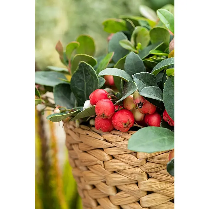 Piardino Rote Teppichbeere - Gaultheria procumbens, Topfgröße: 11 cm, Hellrosa - Eine Nahaufnahme einer Pflanze mit roten Beeren und grünen Blättern in einem Weidenkorb. Die Textur des Korbes betont die natürliche Schönheit.