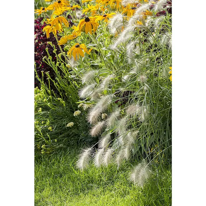Piardino Ziergras - Pennisetum alopecuroides 'Hameln', Topfgröße: 14 cm - Gelbe Rudbeckia-Blüten und zarte Federborstengräser wiegen sich anmutig im Garten, eine sommerliche Idylle.