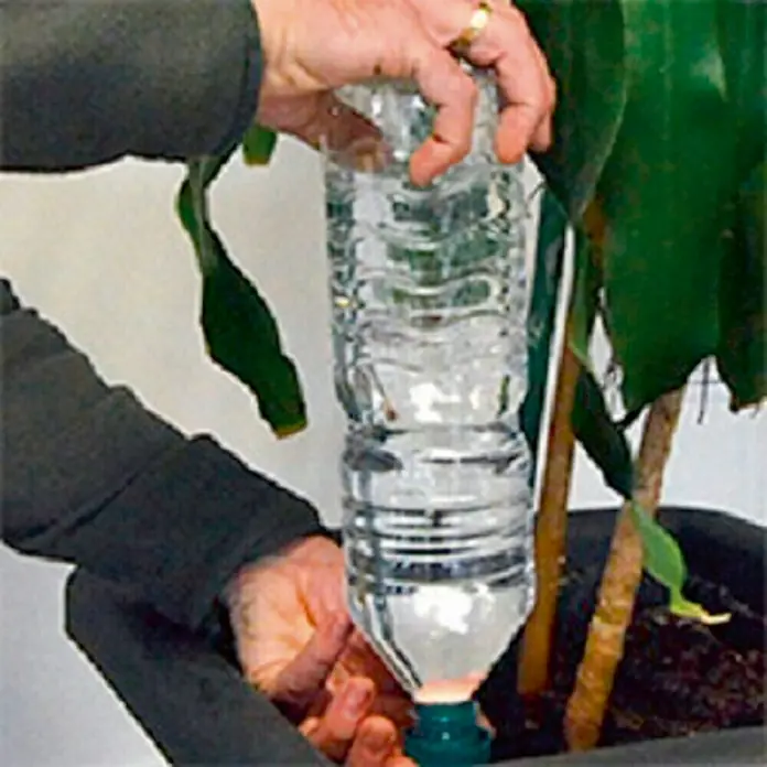 Sistema de irrigación especial vacaciones - Plástico, 4 pzs. - Primer plano de una persona regando una planta con una botella de agua llena, destacando el sistema de riego DIY.