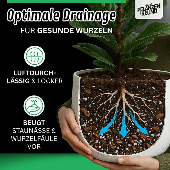 Pflanzensubstrat Araceaesubstrat - 5 l - Eine Nahaufnahme einer Pflanze in einem Topf, die die Vorteile einer optimalen Drainage für gesunde Wurzeln hervorhebt.