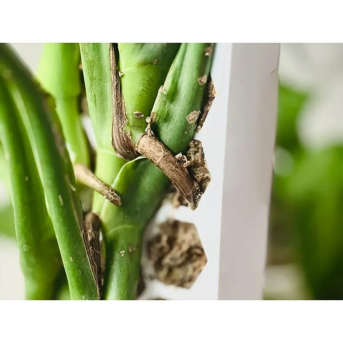 philodendron bipinnatifidum selloum hope Philodendron Hope Selloum main image 0