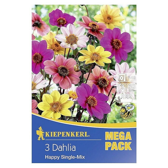 Kiepenkerl Bulbes de fleurs printanières Dahlia Happy Single Mix