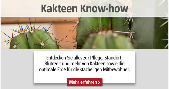 Nahaufnahme eines Kakteens mit vielen Stacheln, Titel Kakteen Know-how