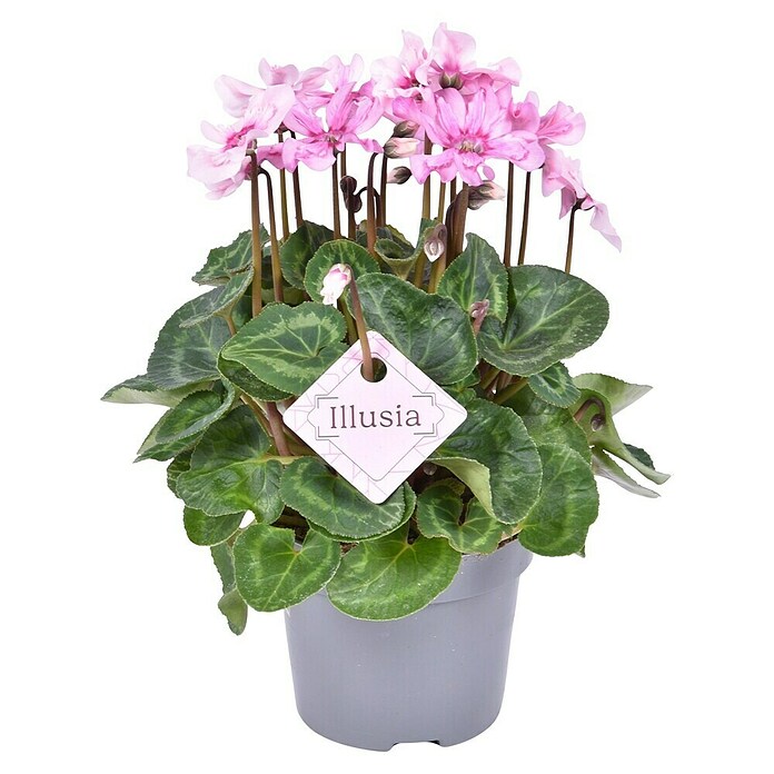 Zimmer-Alpenveilchen - Cyclamen persicum Illusia, Topfgre: 10,5 cm, Rosa  online kaufen bei BAUHAUS