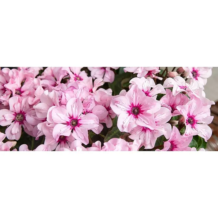 Zimmer-Alpenveilchen - Cyclamen persicum Illusia, Topfgröße: 10,5 cm, Rosa - Nahaufnahme einer Gruppe rosa Alpenveilchenblüten mit markanten dunklen Zentren und zarten Blütenblättern, die für einen Farbtupfer sorgen.
