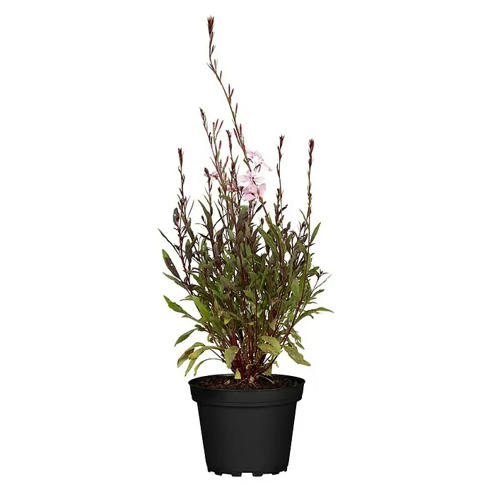 Piardino Staude - Gaura lindheimeri, Topfgröße: 13 cm - Elegante Gaura lindheimeri-Pflanze im Topf. Zarte rosa Blüten und grüne Blätter für den Innen- und Außenbereich.