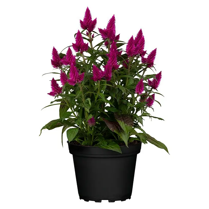 Piardino Celosia argentea - Celosia argentea var. plumosus, Tamaño de maceta: 14 cm - Planta de Celosia morada en maceta con hojas verdes en una maceta negra.