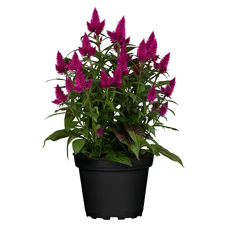 Piardino  Celosia argentea