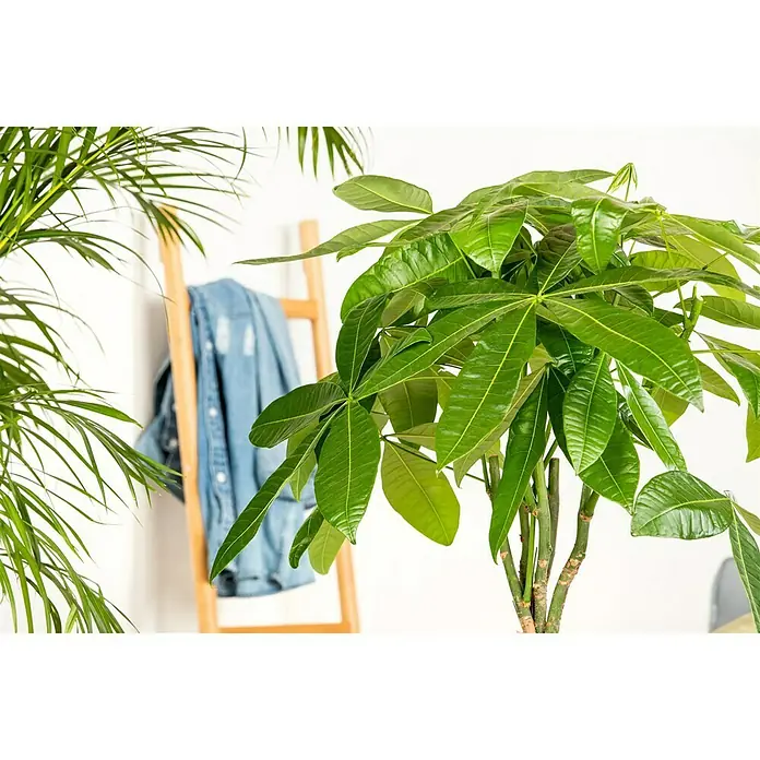 Piardino Glückskastanie - Pachira aquatica - Nahaufnahme eines Geldbaums mit glänzenden Blättern im Topf, der vor einer Wand mit einer Holzleiter und einem Jeanshemd steht.