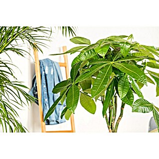 Piardino Glckskastanie - Pachira aquatica online kaufen bei BAUHAUS