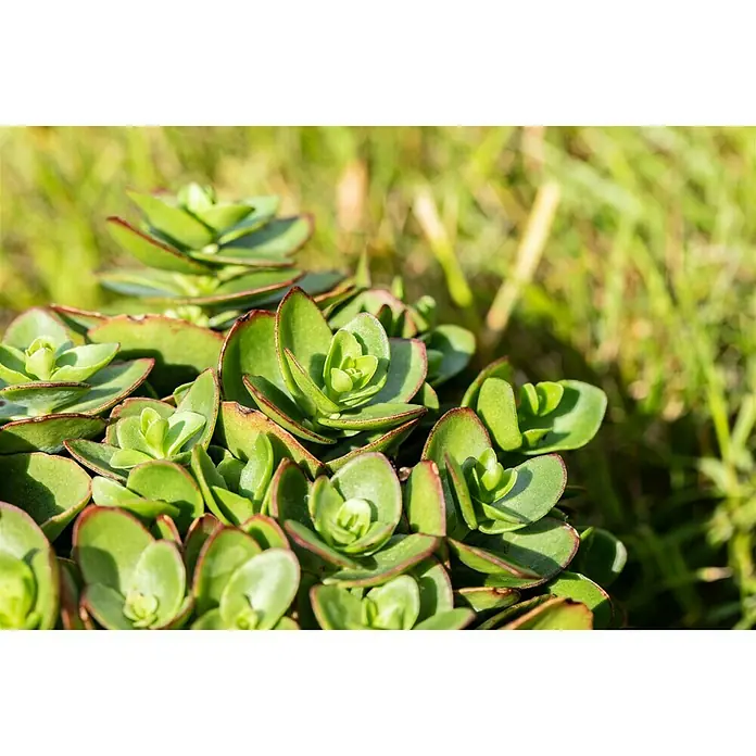 Piardino Garten-FettblattSedum ewersii, Topfgröße: 13 cm, Rosa - Nahaufnahme einer Gruppe immergrüner Sedum-Pflanzen mit fleischigen, grünen Blättern und roten Rändern, die im Garten wachsen.