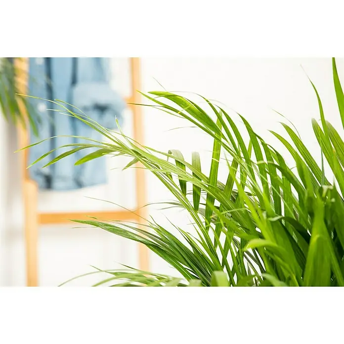 Piardino Goldfruchtpalme - Dypsis lutescens, Topfgröße: 21 cm, Blattfarbe: Grün - Nahaufnahme einer Grünpflanze mit hellgrünen Blättern vor einem Holzleiter und einem blauen Hemd.