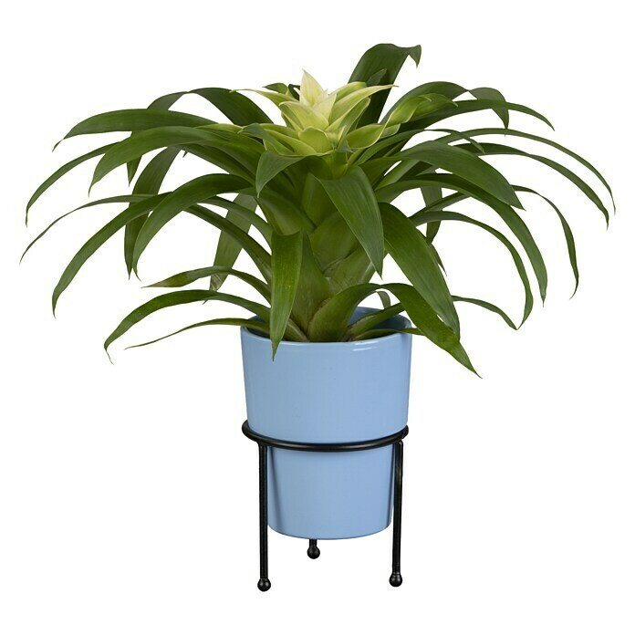 Piardino Bromelie (Bromelia, Topfgröße: 10 cm, Sortenabhängig) | BAUHAUS